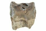 Fossil Woolly Rhino (Coelodonta) Tooth - Siberia #231036-1